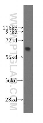 SEMA4F Antibody in Western Blot (WB)