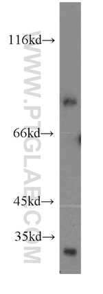 SEMA4F Antibody in Western Blot (WB)