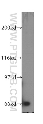 SEMA4F Antibody in Western Blot (WB)