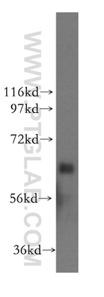 SEMA4F Antibody in Western Blot (WB)