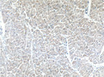 COQ6 Antibody in Immunohistochemistry (Paraffin) (IHC (P))