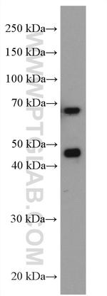 NRF1/nuclear respiratory factor 1 Antibody in Western Blot (WB)