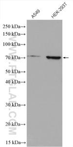 NRF1/nuclear respiratory factor 1 Antibody in Western Blot (WB)