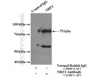 NRF1/nuclear respiratory factor 1 Antibody in Immunoprecipitation (IP)