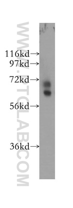 NRF1/nuclear respiratory factor 1 Antibody in Western Blot (WB)