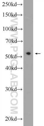 PDCD7 Antibody in Western Blot (WB)