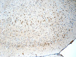 CYP46A1 Antibody in Immunohistochemistry (Paraffin) (IHC (P))