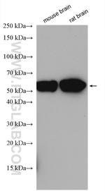 CYP46A1 Antibody in Western Blot (WB)