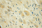 CYP46A1 Antibody in Immunohistochemistry (Paraffin) (IHC (P))