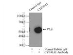 CYP46A1 Antibody in Immunoprecipitation (IP)