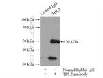 TBL2 Antibody in Immunoprecipitation (IP)