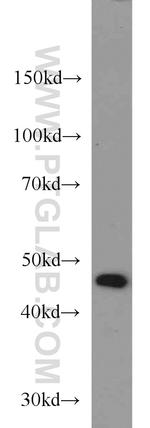 TBL2 Antibody in Western Blot (WB)