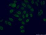 USP3 Antibody in Immunocytochemistry (ICC/IF)