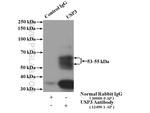 USP3 Antibody in Immunoprecipitation (IP)