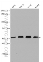 USP3 Antibody in Western Blot (WB)