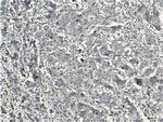 SGEF Antibody in Immunohistochemistry (Paraffin) (IHC (P))