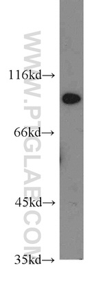 SGEF Antibody in Western Blot (WB)