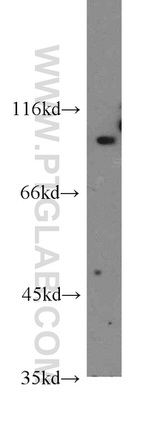 SGEF Antibody in Western Blot (WB)