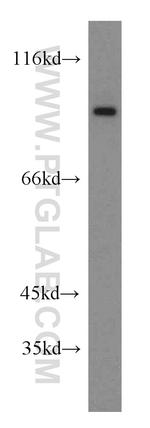 SGEF Antibody in Western Blot (WB)