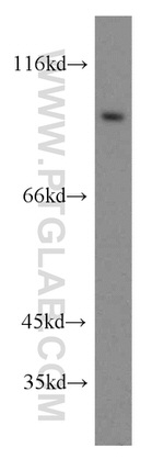 SGEF Antibody in Western Blot (WB)