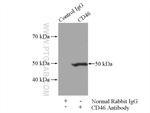 CD46 Antibody in Immunoprecipitation (IP)