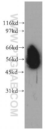 CD46 Antibody in Western Blot (WB)