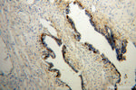 mu Crystallin Antibody in Immunohistochemistry (Paraffin) (IHC (P))