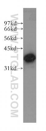 mu Crystallin Antibody in Western Blot (WB)