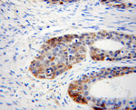 mu Crystallin Antibody in Immunohistochemistry (Paraffin) (IHC (P))