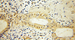 SHC Antibody in Immunohistochemistry (Paraffin) (IHC (P))