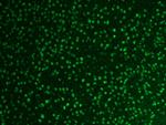 FOX2/RBM9 Antibody in Immunohistochemistry (Paraffin) (IHC (P))