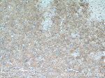 Kir4.1 Antibody in Immunohistochemistry (Paraffin) (IHC (P))