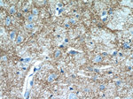 Kir4.1 Antibody in Immunohistochemistry (Paraffin) (IHC (P))