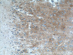 Kir4.1 Antibody in Immunohistochemistry (Paraffin) (IHC (P))