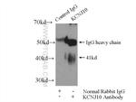 Kir4.1 Antibody in Immunoprecipitation (IP)