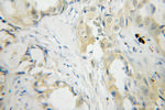 PLEK Antibody in Immunohistochemistry (Paraffin) (IHC (P))