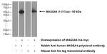 MAGEA4 Antibody in Western Blot (WB)