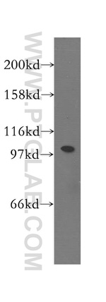 SMARCAL1 Antibody in Western Blot (WB)