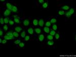 NUFIP1 Antibody in Immunocytochemistry (ICC/IF)