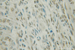 NUFIP1 Antibody in Immunohistochemistry (Paraffin) (IHC (P))