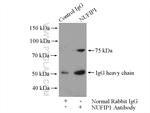 NUFIP1 Antibody in Immunoprecipitation (IP)