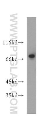 NUFIP1 Antibody in Western Blot (WB)