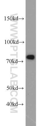 NUFIP1 Antibody in Western Blot (WB)