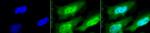 HSF1 Antibody in Immunocytochemistry (ICC/IF)