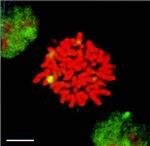 HSF1 Antibody in Immunocytochemistry (ICC/IF)