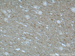 CHMP2B Antibody in Immunohistochemistry (Paraffin) (IHC (P))