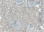 PLAA Antibody in Immunohistochemistry (Paraffin) (IHC (P))