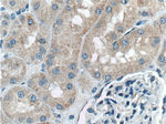 PLAA Antibody in Immunohistochemistry (Paraffin) (IHC (P))