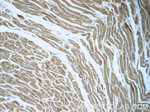 RRAS2 Antibody in Immunohistochemistry (Paraffin) (IHC (P))