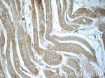 RRAS2 Antibody in Immunohistochemistry (Paraffin) (IHC (P))